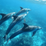 Untitled design (2) Hurghada tours 2026 - dolphins and Red Sea adventures with Captain for Trips